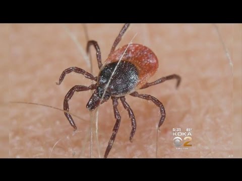 Here’s What To Do If You Find A Tick Bite
