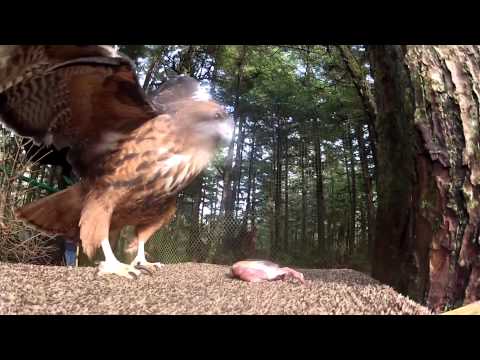 Red-tailed Hawk, Esperanza