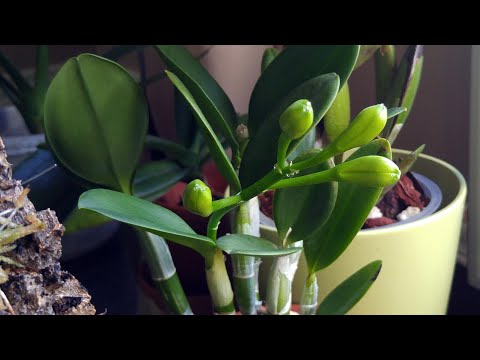 Cattleya orchids update - May 2021