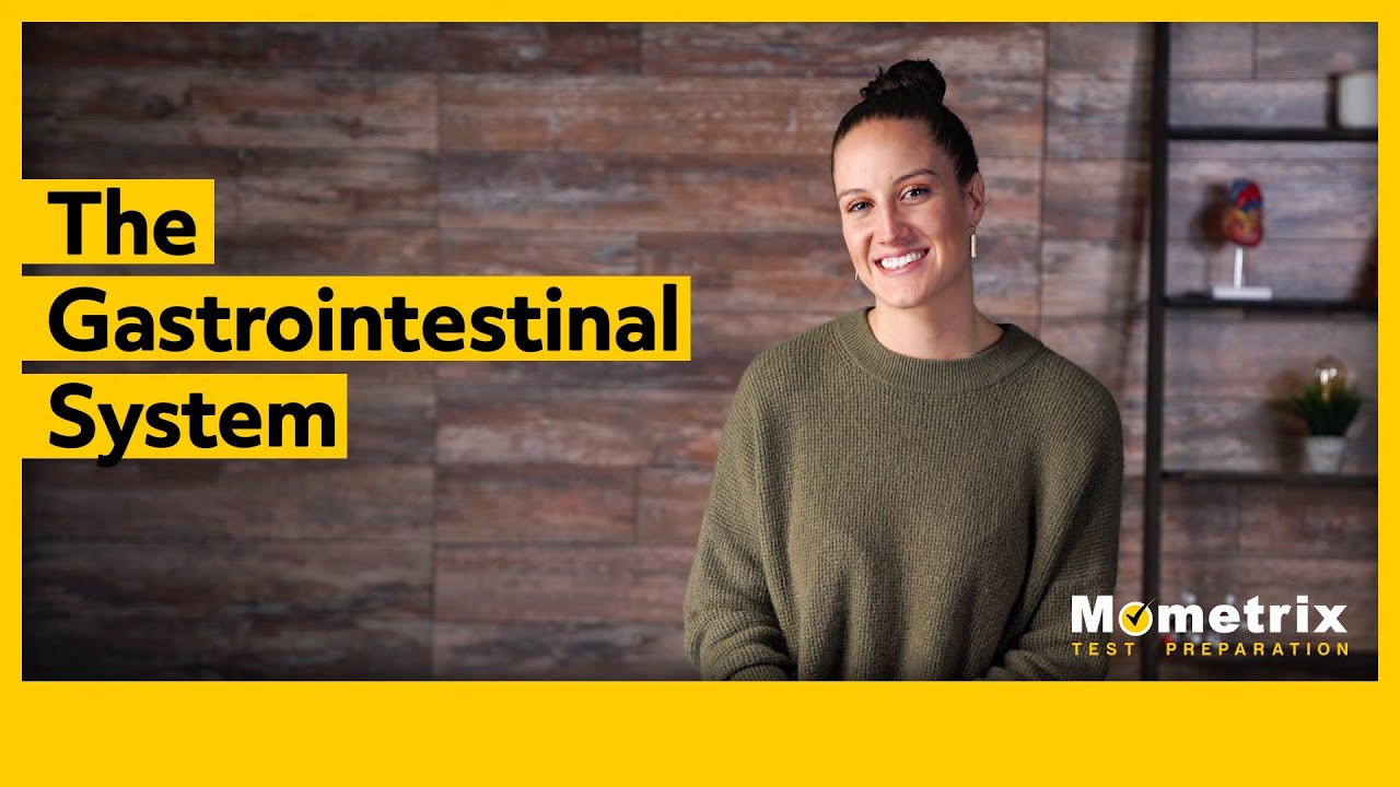 The Gastrointestinal System