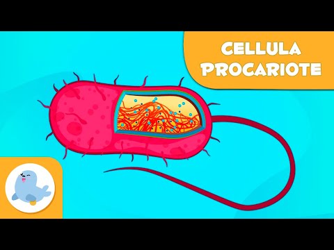 Le cellule procariote e le loro parti - Scienze Naturali - Video didattico per bambini