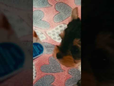 Perros Biewer Yorkie en venta