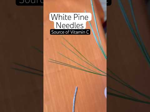 Winter's Vitamin C: Foraging White Pine Needles