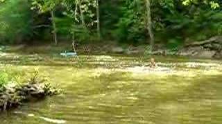 preview picture of video 'Elkhorn Creek Ropeswing 2'