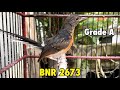 Trotol Murai Batu Grade A Gudang Murai Kemayoran Ring BnR 2673 Prospek Trah Prestasi