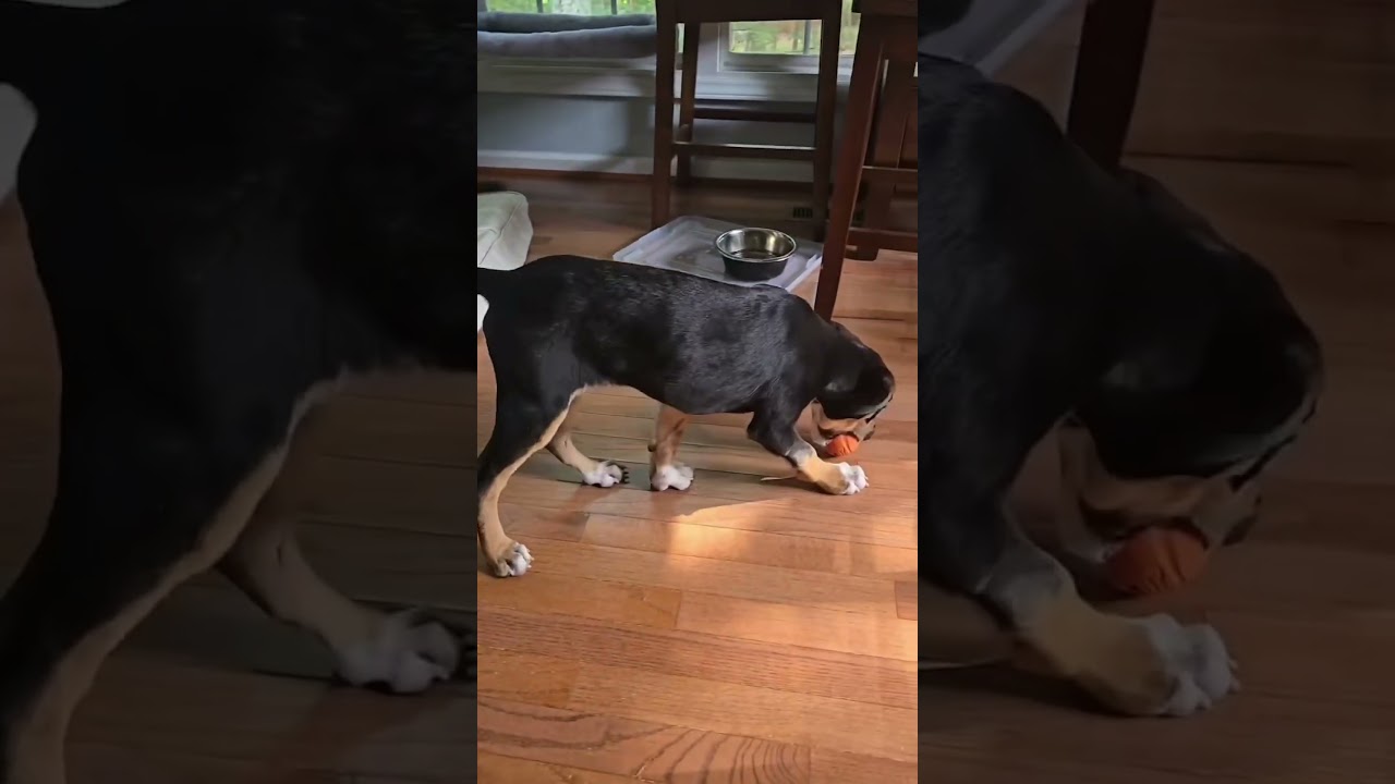 Enlarge Jeffery, a Adopted mixed breed in Sanford, NC video 5/6