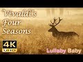 Vivaldi FOUR SEASONS Beautiful 4K UHD Video FULL Concert SPRING SUMMER AUTUMN WINTER