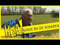 HEA: De schapen van Foppe