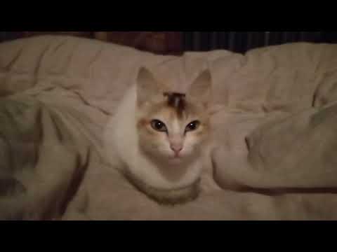 Nice cat l new video l Fahim Arnob