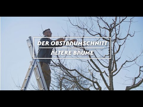 Obstbaumschnitt - Altere Bäume