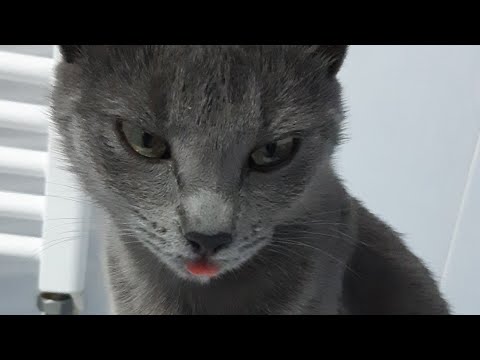 Perete invizibil pentru pisica noastra