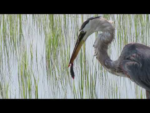 Gorgeous Great Blue Heron Deftly Moves Fish in Beak & Swallows It Whole! Pinckney Island National Wi