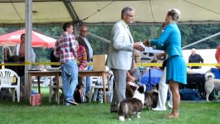 Klubová Výstava WCC Mladá Boleslav 25 8 2013