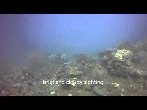 Benazir and Buddy, Sea Turtles at Casabangan Bay, Mansalay, Oriental Mindoro, Philippines