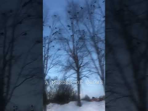 A MURDER OF CROWS…#CountingCrows #mrjones