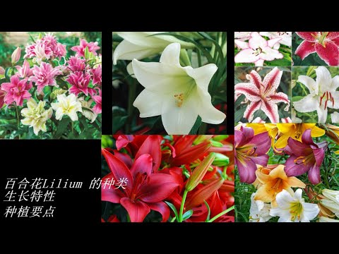 百合花圖
