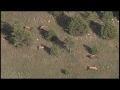 Mysteriöser Tod einer Wapiti-Herde in Neu-Mexiko scheint geklärt
