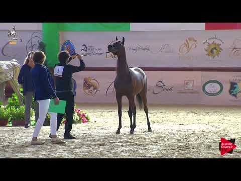 N 1 NICHE REGALIS   Italian Nationals 2019   Yearling Fillies Class 1A