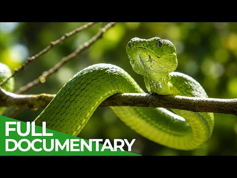 Deadly Bite: Nature s Most Toxic Animals