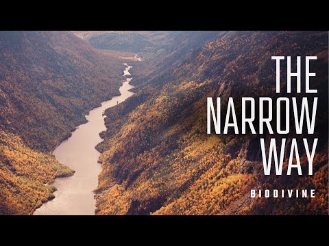 Tommy Miller: The Narrow Way (Biodivine)