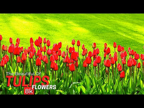 Tulip Flowers in 8k ULTRA HD DEMO Videos, The Beautiful Tulips Flowers Collection