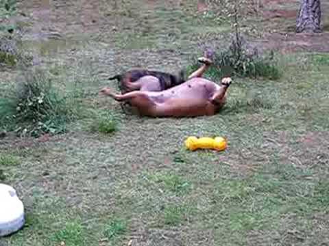 Obraz092-Turlanie się 1