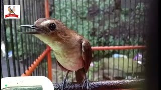 Download lagu TES MENTAL..!! | tunjukan video ini ke jongkangan Anda untuk mengetes mental mp3