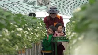 나는 농부다 71회 2부 - 딸기꽃 필 무렵Ⅱ