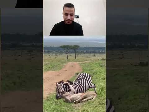 الحيوانات البرية #الحيونات #عشقالطبيعه #حيوانات #عالم_الحيونات #الاسد #النمر #الغابة #البرية#الجاموس