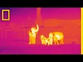 How Infrared Technology Could Help Fight Wildlife Poaching National Geographic