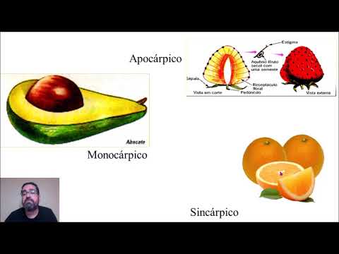 MORFOLOGIA DO FRUTO E DA SEMENTE