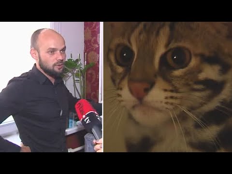 Tris tūkstančius eurų už katiną mokėjęs vilnietis tikina įsigijęs laukinį žvėrį