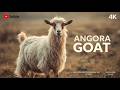 Angora Goat | The Origin of Mohair and a Living Textile Legacy