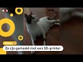 Deze kat heeft drie nieuwe pootjes