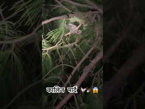 Pheasant hunting night 🪶😱 #wildlife #nature