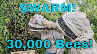 Beekeepers VS Mega-Swarm!