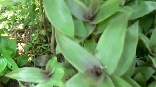 หญ้าไผ่น้ำ สมุนไพรรักษาไต ขับปัสสาวะ