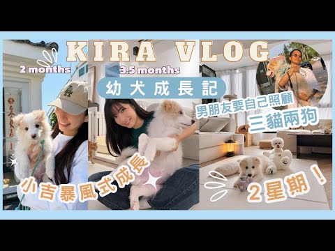 【Kira Vlog】puppy growth diary |幼犬成長日記🐶要離港兩星期😭男朋友變全職奶爸💕照顧三貓兩狗💪🏻小吉￼暴風的成長！