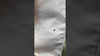 preview picture of video 'Bed bugs at Jones Pond Men’s Only Campground in Angelica, NY'