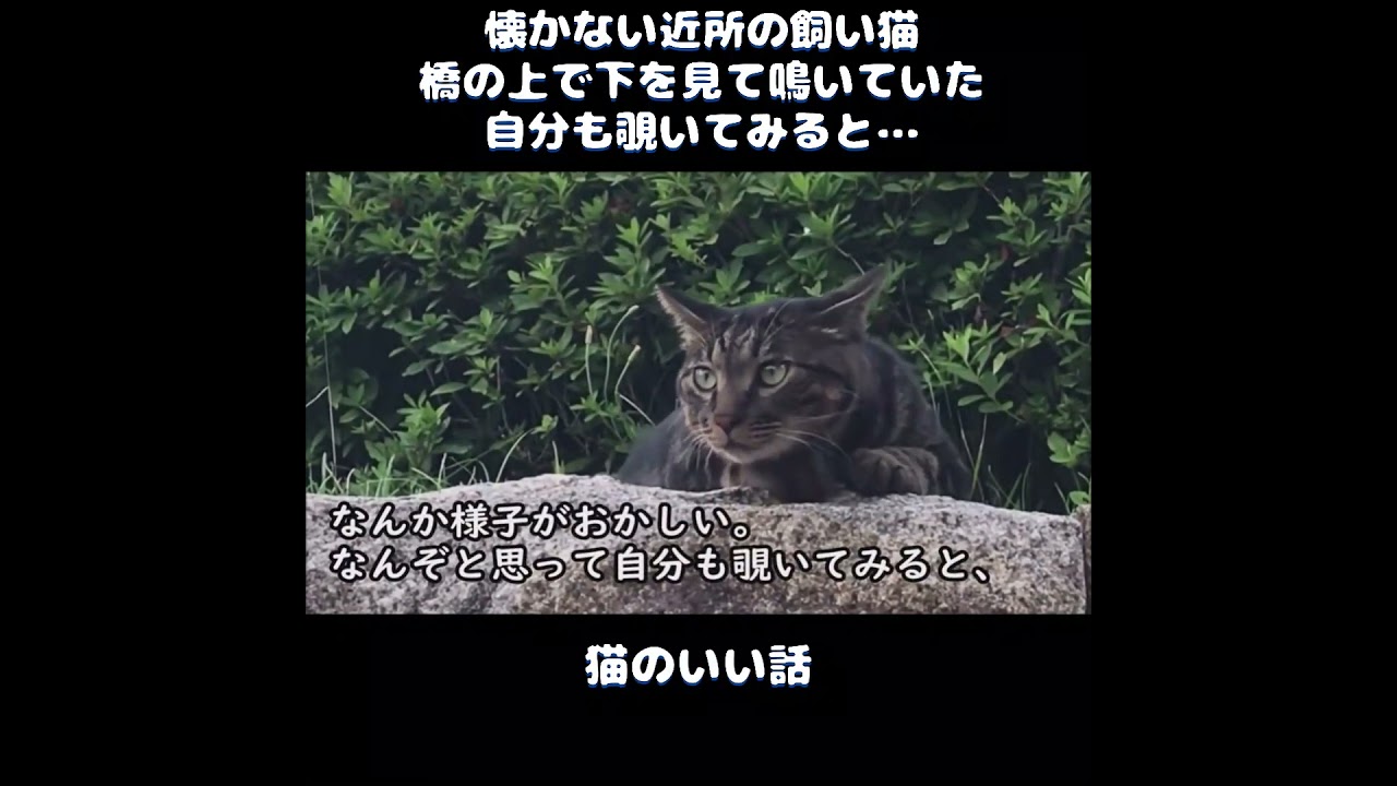 【猫のいい話】懐かない近所の飼い猫が橋の上で下を見て鳴いていた。自分も覗いてみると…＃ねこぬこにゃんこ #猫 #猫の話 ＃ほのぼの ＃shorts