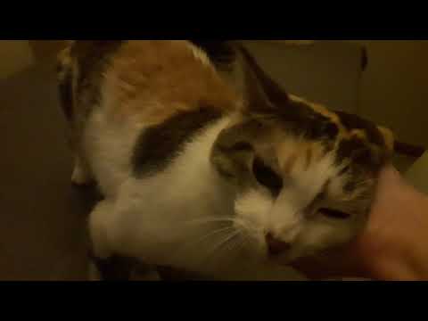 Who's the alpha-cat?