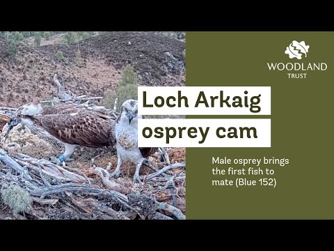 Male osprey brings his first fish of season to mate - Loch Arkaig Osprey Cam (2021)
