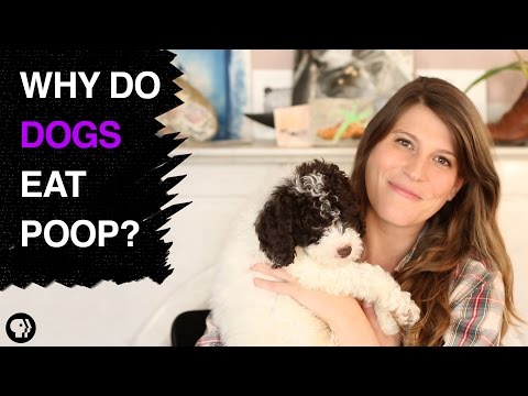Why Do Dogs Eat Poop?