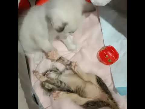 Oshin (white) & Ribena (belang) ❤️