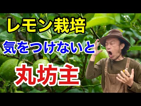 壁を覆うつる性植物: どの種を選ぶべきですか?  庭園