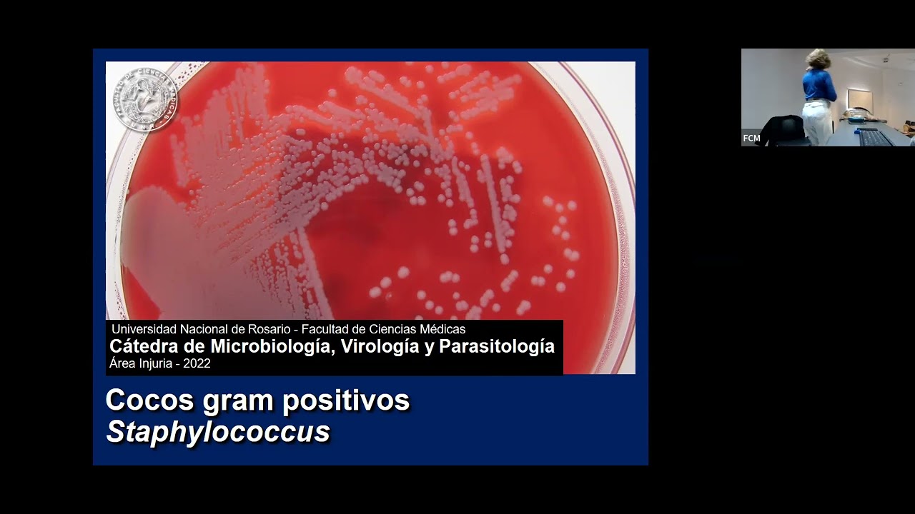 08 - Cocos gram positivos - Género Staphylococcus