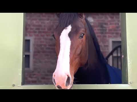 Millioncino 🌟 4y.o #holsteiner stallion Million Dollar x Caretino x Contender Stamm 18B1 new in ⭐️