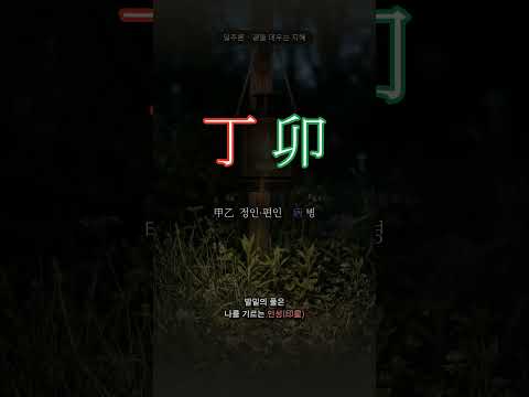 풀섶을 밝히는 등불 | 정묘(丁卯) 일주