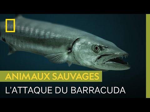 Cette kayakiste raconte comment elle s'est fait attaquer par un barracuda