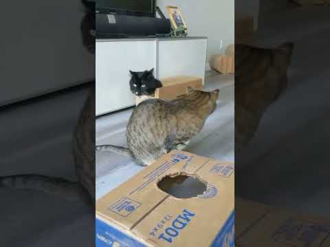 funny and cute cats ||#short !!!crazy cat